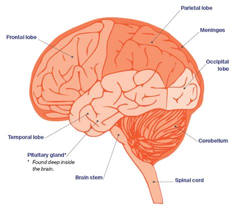 Brain Cancer Causes