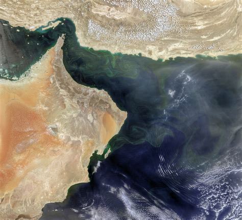 An Upended Ecosystem in the Arabian Sea