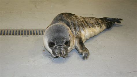 Rare Hooded Seal Pup Found In Springs | East Hampton, NY Patch