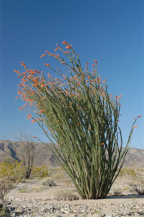 Ocotillo Photo, Stock Photograph of an Ocotillo, Fouquieria splendens ...