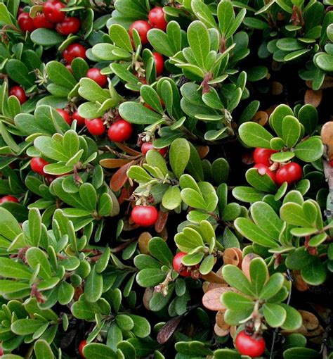 Massachusetts Bearberry (Kinnikinnick) - A low growing native shrub with white spring flowers ...