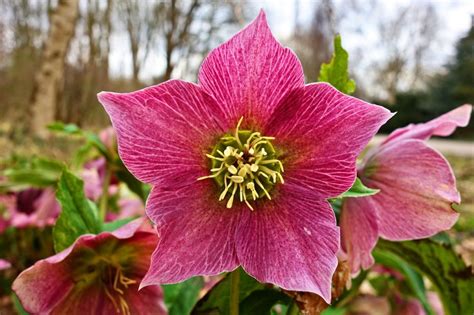 8 Gorgeous Drought-Tolerant Shade Plants to Make Your Garden Alive - Garden and Happy