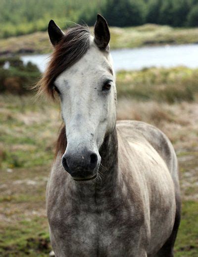 The 25+ best Connemara pony ideas on Pinterest | Visit northern ireland, Ireland places to visit ...