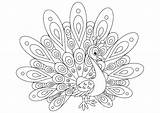 Simple peacock  Peacock Coloring Pages For Adults sketch template
