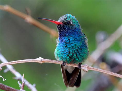 Broad-billed Hummingbird - eBird