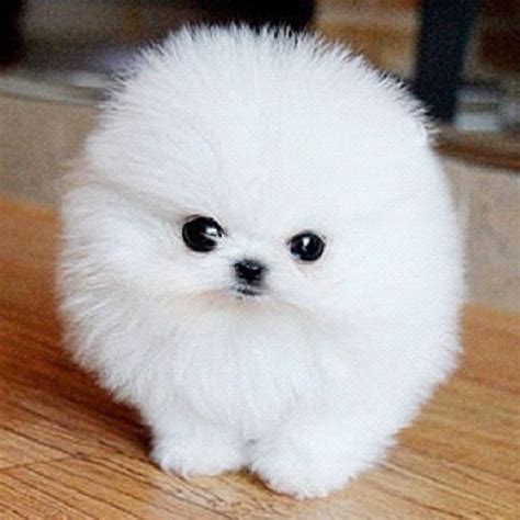 I want you!!! | Cute baby animals, Fluffy dogs, Cute dogs