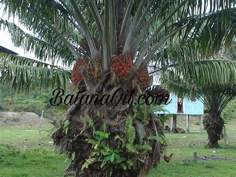 This amazing oil comes from this tree! In La Moskitia, Honduras. Find ...