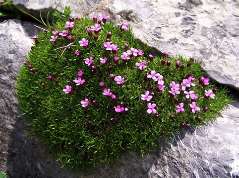 Silene acaulis - Moss Campion | Rock plants, Alpine plants, Indoor plants