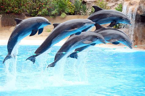 Five dolphins jumping — Stock Photo © boyan1971 #8464329