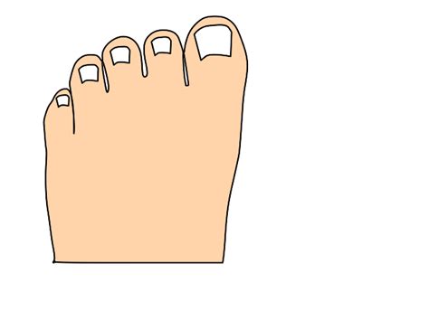 Toes Full Color Clip Art at Clker.com - vector clip art online, royalty free & public domain