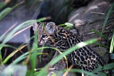 Ocelot - Facts, Diet, Habitat & Pictures on Animalia.bio