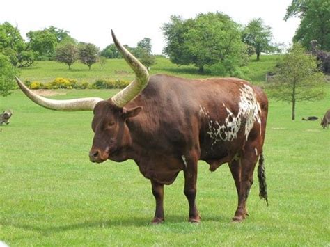 40 Pictures of Bulls with really Big Horns - Tail and Fur | Longhorn ...