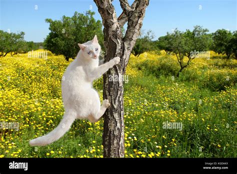 white cat climbing a tree Stock Photo - Alamy