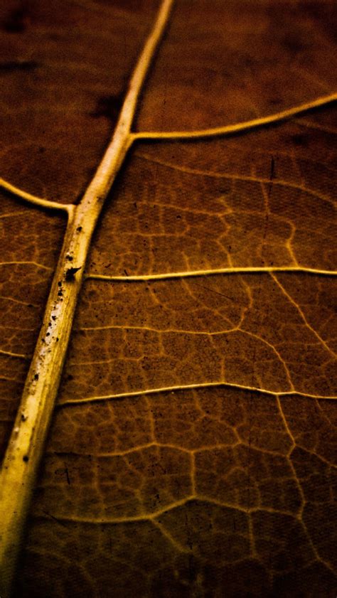 Dry leaf texture iPhone Wallpapers Free Download