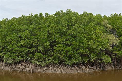 Rhizophora stylosa, Three Mile Ck, Rowes Bay, Townsville, … | Flickr