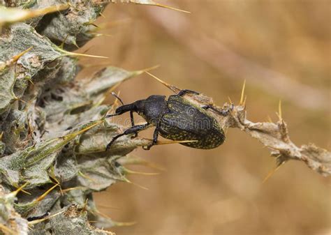 Thorn Bug stock photo. Image of jungle, foliage, abdomen - 14364910