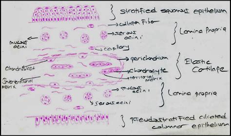 Respiratory System