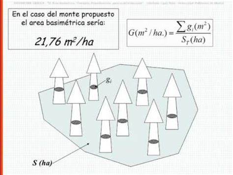 AREA BASIMÉTRICA, O ÁREA BASAL, COMO VARIABLE DASOMÉTRICA DE REFERENCIA DE LAS MASAS FORESTALES ...