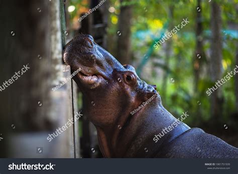 Pablo Escobar S Hippos Captured On Stock Photo 1981751939 | Shutterstock