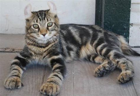 Highland Lynx Kittens Check out those curled ears FOR SALE ADOPTION ...