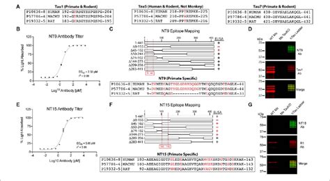 | Established and novel anti-tau antibodies used in this study. (A ...