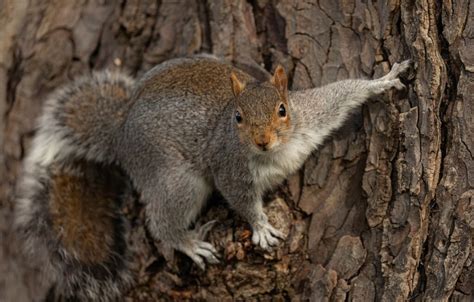 Explore The Wonders Of Squirrel: Nature’s Agile Adventurers