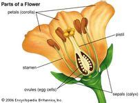 pistil | Definition, Description, & Facts | Britannica.com