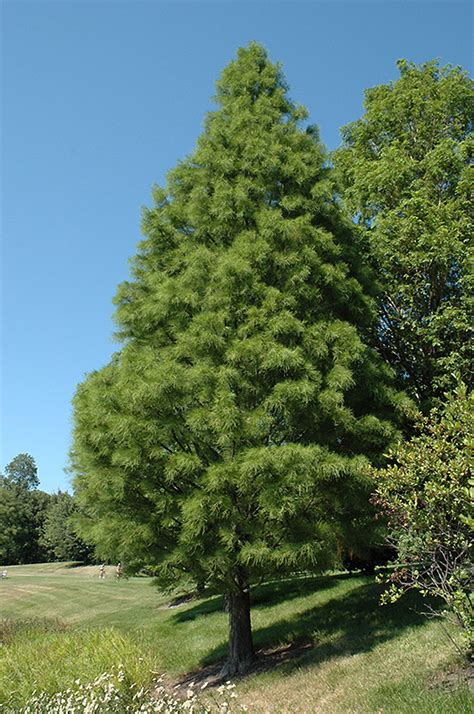 Pond Cypress (Taxodium distichum 'var. nutans') in Lafayette, Louisiana ...