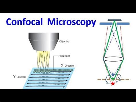 Confocal Laser Scanning Microscopy