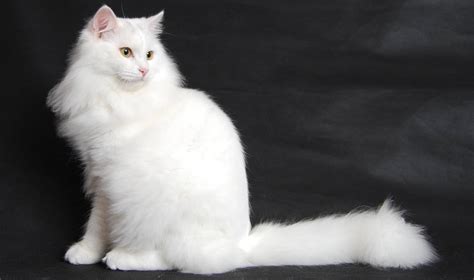 White Fluffy Kitten Breed | Ten Ways On How To Prepare For White Fluffy Kitten Breed? | #Covid ...