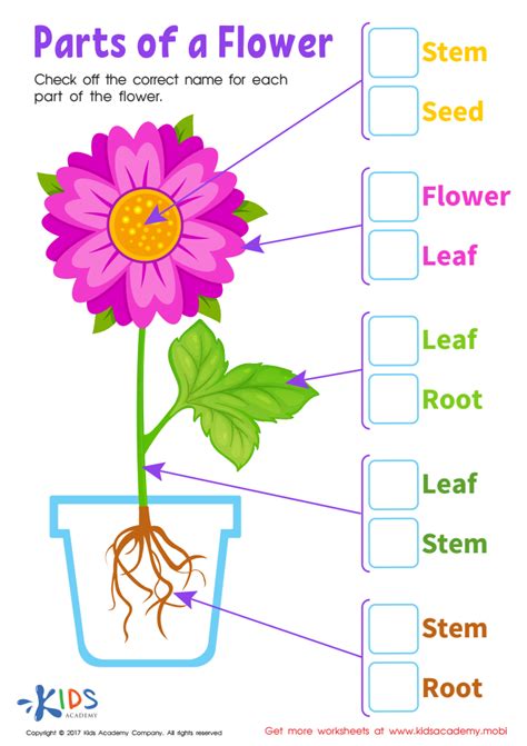 Parts Flower Printable: Free Worksheet PDF for Kids | Parts of a flower, Parts of a plant ...