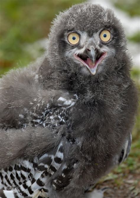 Baby Snowy Owl stock photo. Image of raptor, nature, bird - 6012802