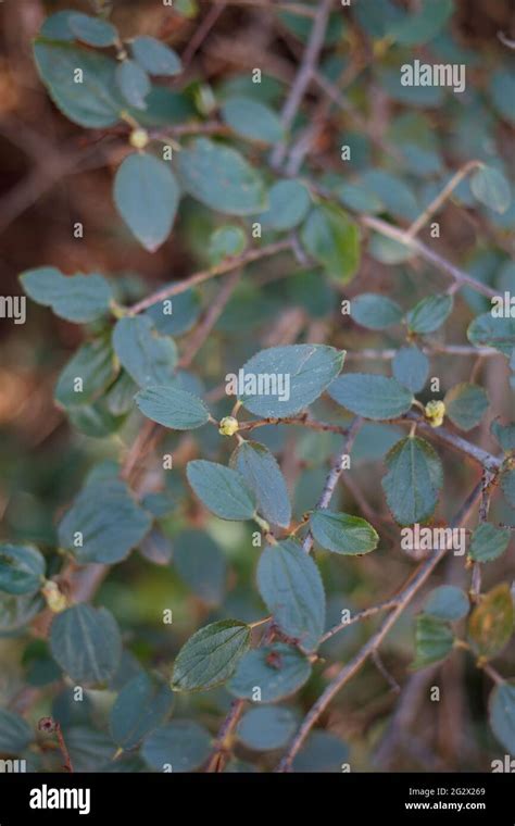 Distally acute proximally broad rounded leaves of Hairy Buckbrush ...