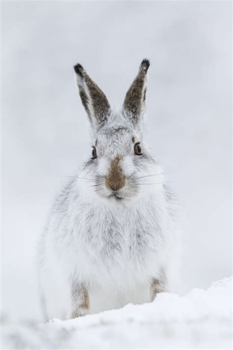 The cute faces of Scotland's mountain hares hold an endless fascination