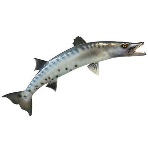 Buy Moz Fisheries Barracuda/Sheela Fish - Curry Cut Online at Best ...