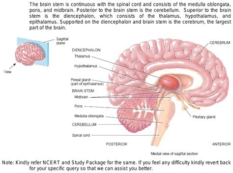 Explain diencephalon and cerebellum and their parts with diagram in detail.