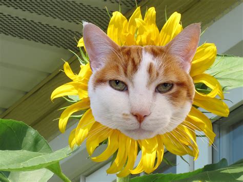 Crazy Cat Lady Carm: SUNDAY Sunshine-Kitty Sunflower...