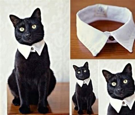 cat collar | Animal | Pet costumes, Cats, Cat costumes