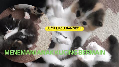 anak kucing lucu, cutest baby cat #kitten #cats #kittens#cute #cutebaby #kucinglucu - YouTube