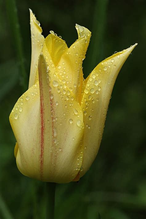 Raindrops on tulip | Tulips, Flowers, Plants