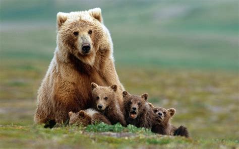 PsBattle: Momma bear and her cubs : r/photoshopbattles