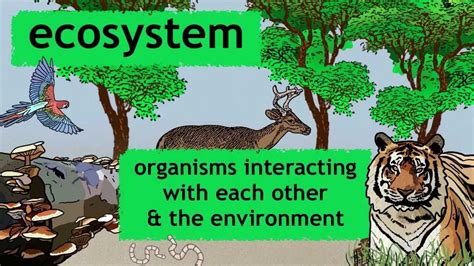 What is an ecosystem? | Ecology and Environment | the virtual school | Ecosystems, 4th grade ...