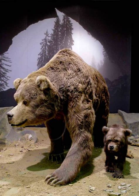 Cave bear (Ursus spelaeus) | DinoAnimals.com