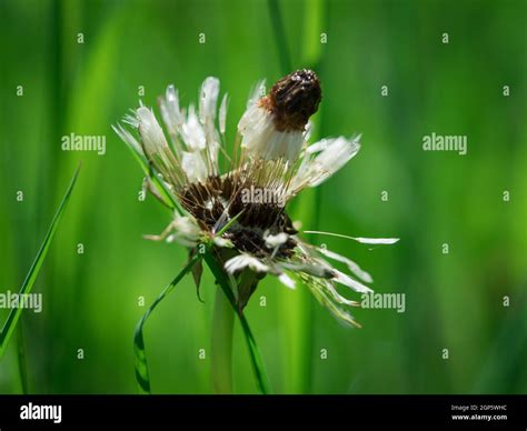 Pure nature closeup at spring in saarland Stock Photo - Alamy