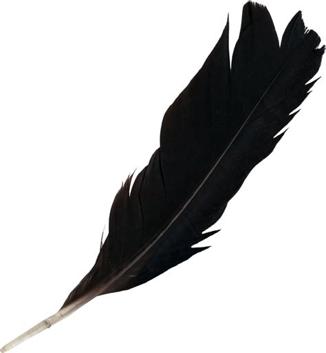 PNG Feathers Free Transparent Feathers.PNG Images. | PlusPNG