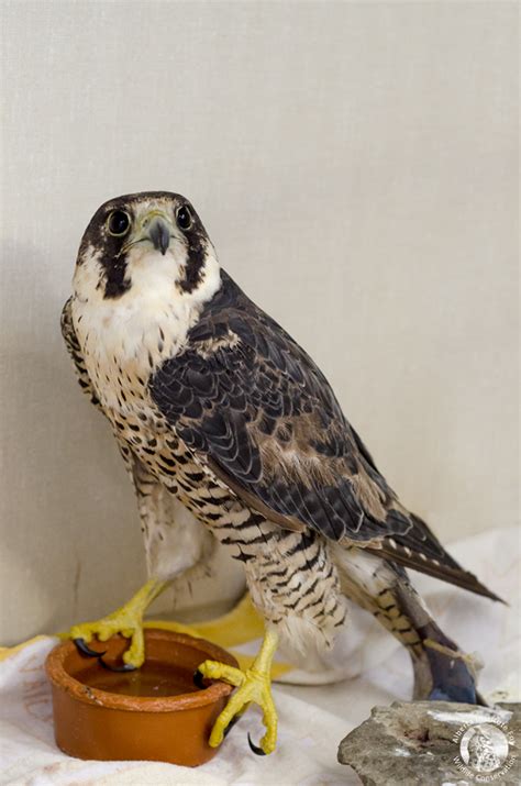 Peregrine Falcon Hunting Strategy - Alberta Institute For Wildlife ...