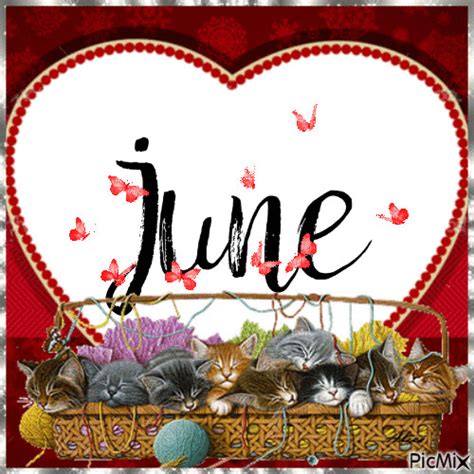 Basket Of Kittens June Gif Pictures, Photos, and Images for Facebook, Tumblr, Pinterest, and Twitter