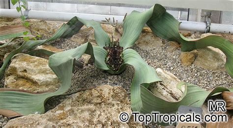 Welwitschia mirabilis, Welwitschia, Tumboa