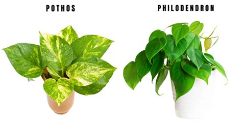 Devil's Ivy vs. Philodendron: Which is Which? - Farmers' Almanac - Plan Your Day. Grow Your Life.