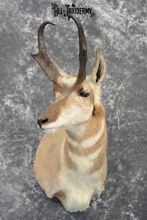 Pronghorn Antelope Taxidermy for Sale SKU 1079 - All Taxidermy